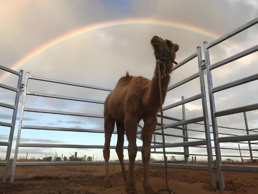 12 Ft Heavy Duty Galvanized Metal Round Pen Cattle Corral Farm Fence Panel
